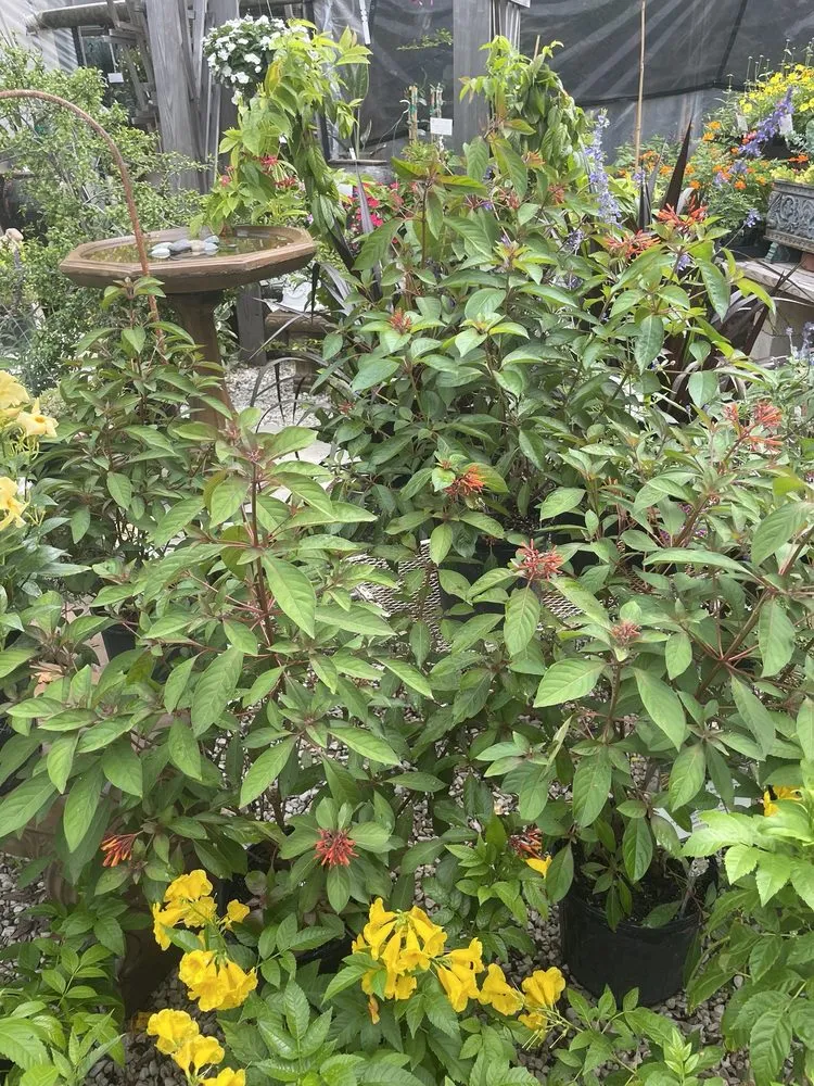 Custom lawn care service in Houston, TX - New Roots Landscaping