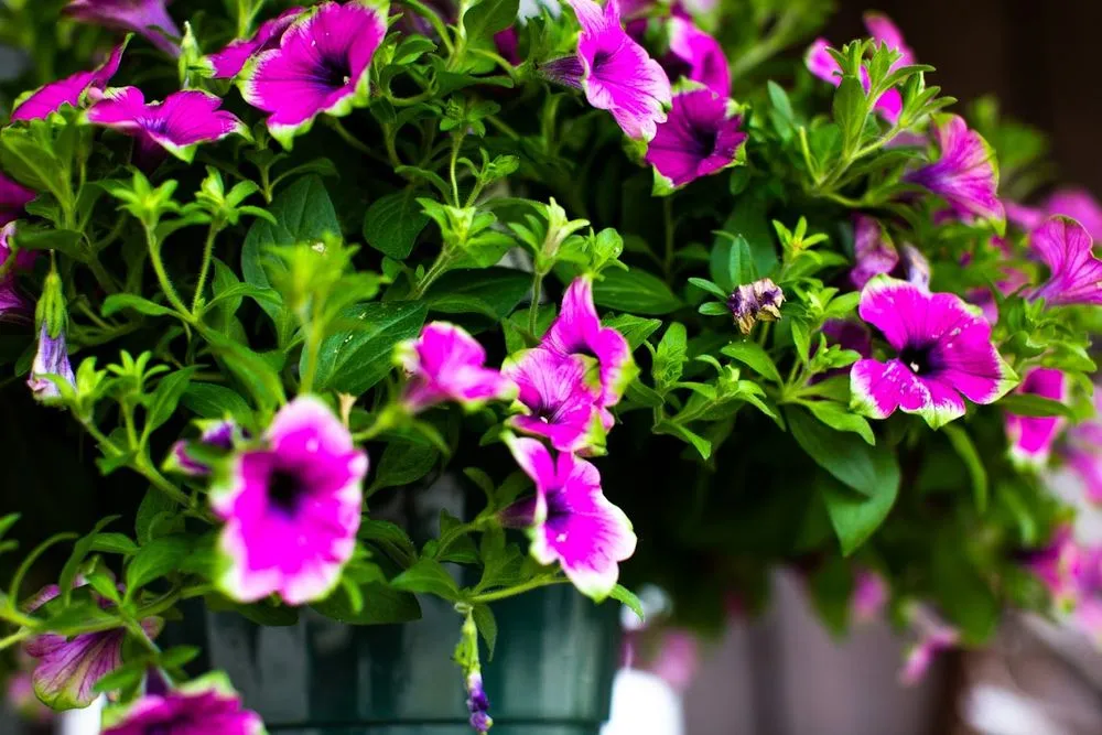 Top-rated yard cleanup service experts serving Houston, TX - New Roots Landscaping