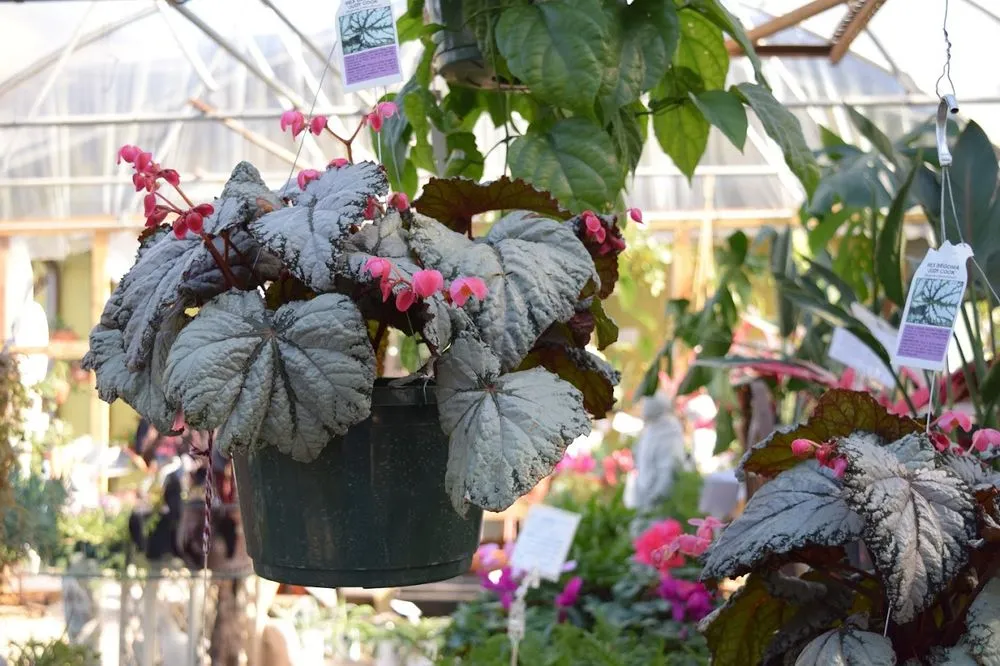 Top-rated outdoor landscaping in Houston, TX by New Roots Landscaping