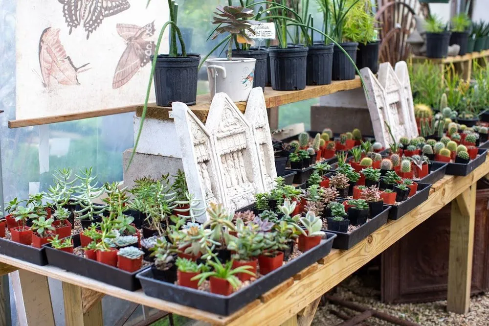 Top-rated yard cleanup service in Houston, TX by New Roots Landscaping