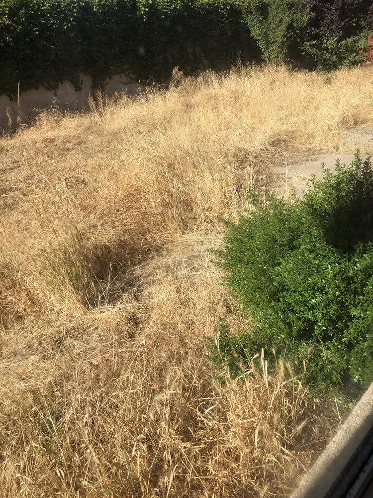 Affordable outdoor landscaping in Sacramento, CA - New Scapes