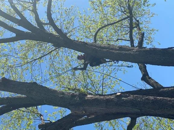 Local yard maintenance for beautiful yards across Tulsa, OK - New Season Lawn and Tree