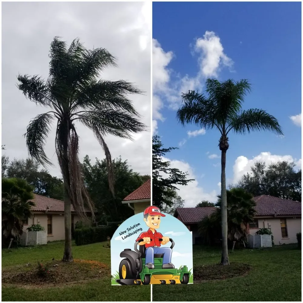 Affordable landscape design experts serving Pompano Beach, FL - New Solution Landscaping