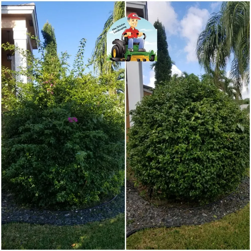 Local residential landscaping in Pompano Beach, FL by New Solution Landscaping