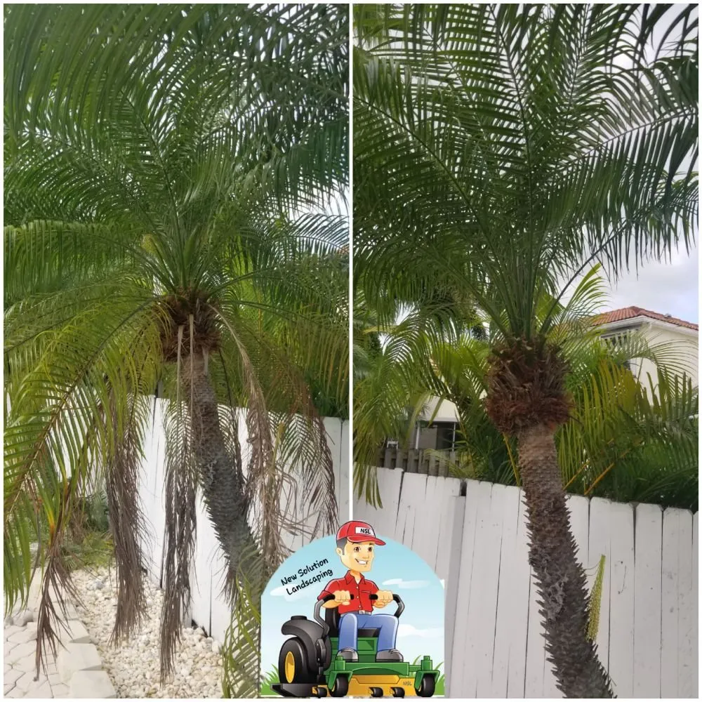 Reliable yard cleanup service near you across Pompano Beach, FL - New Solution Landscaping