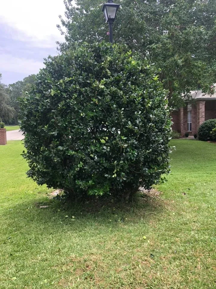 Reliable landscape installation in St. Augustine, FL - New Spring Lawn Care