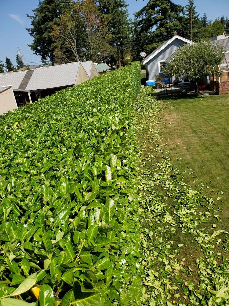 Trusted landscape installation in Bellingham, WA - New true Green Landscaping