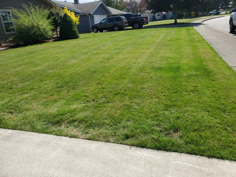 Local yard maintenance in Bellingham, WA by New true Green Landscaping