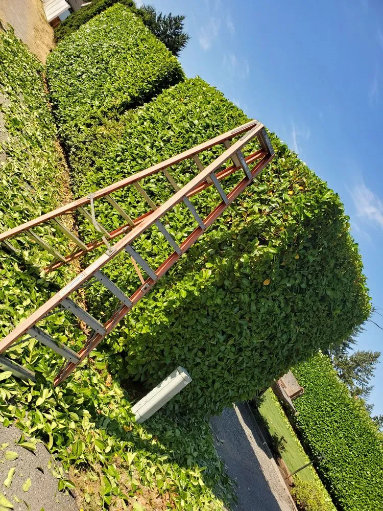 Professional lawn care service in Bellingham, WA - New true Green Landscaping