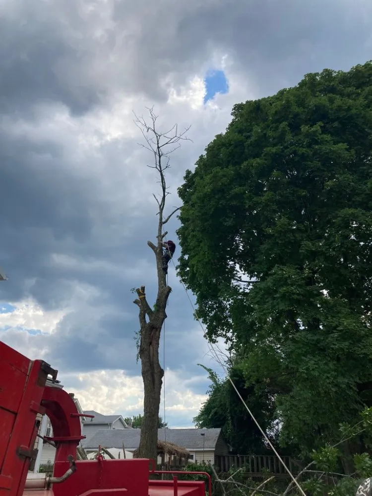 Trusted yard cleanup service in Staten Island, NY - New Twins Landscaping and Construction