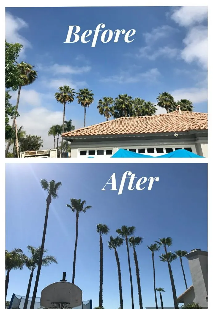 Affordable yard maintenance experts serving San Diego, CA - New Valley Landscaping Services