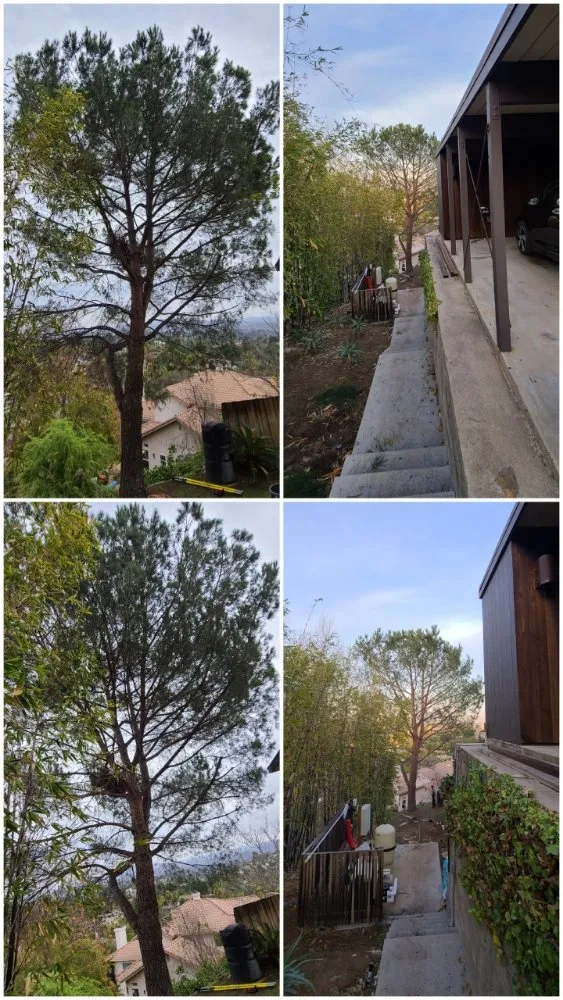 Local landscaping services for outdoor upgrades in San Diego, CA by New Valley Landscaping Services