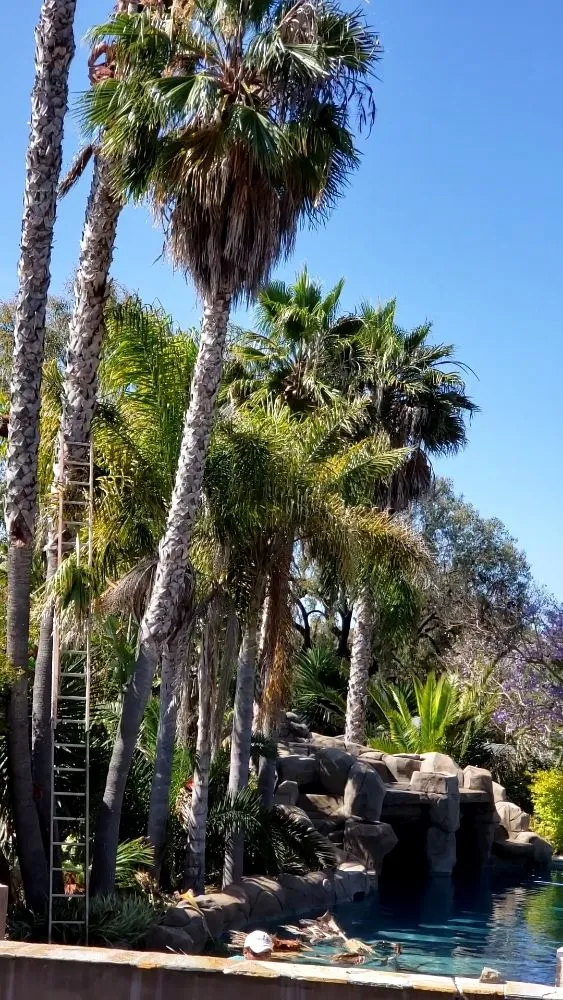 Reliable lawn mowing service in San Diego, CA by New Valley Landscaping Services