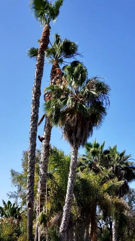 Custom landscape installation in San Diego, CA - New Valley Landscaping Services