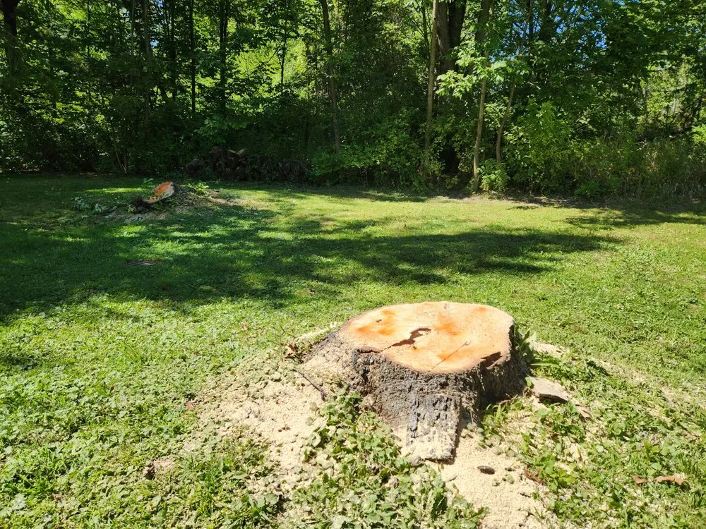 Top-rated yard cleanup service in Cortland, OH - New View Stump Grinding