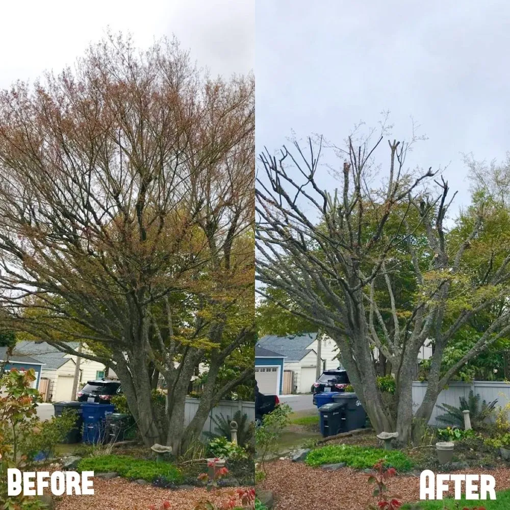 Top-rated yard maintenance in Renton, WA by New View Tree and Landscaping