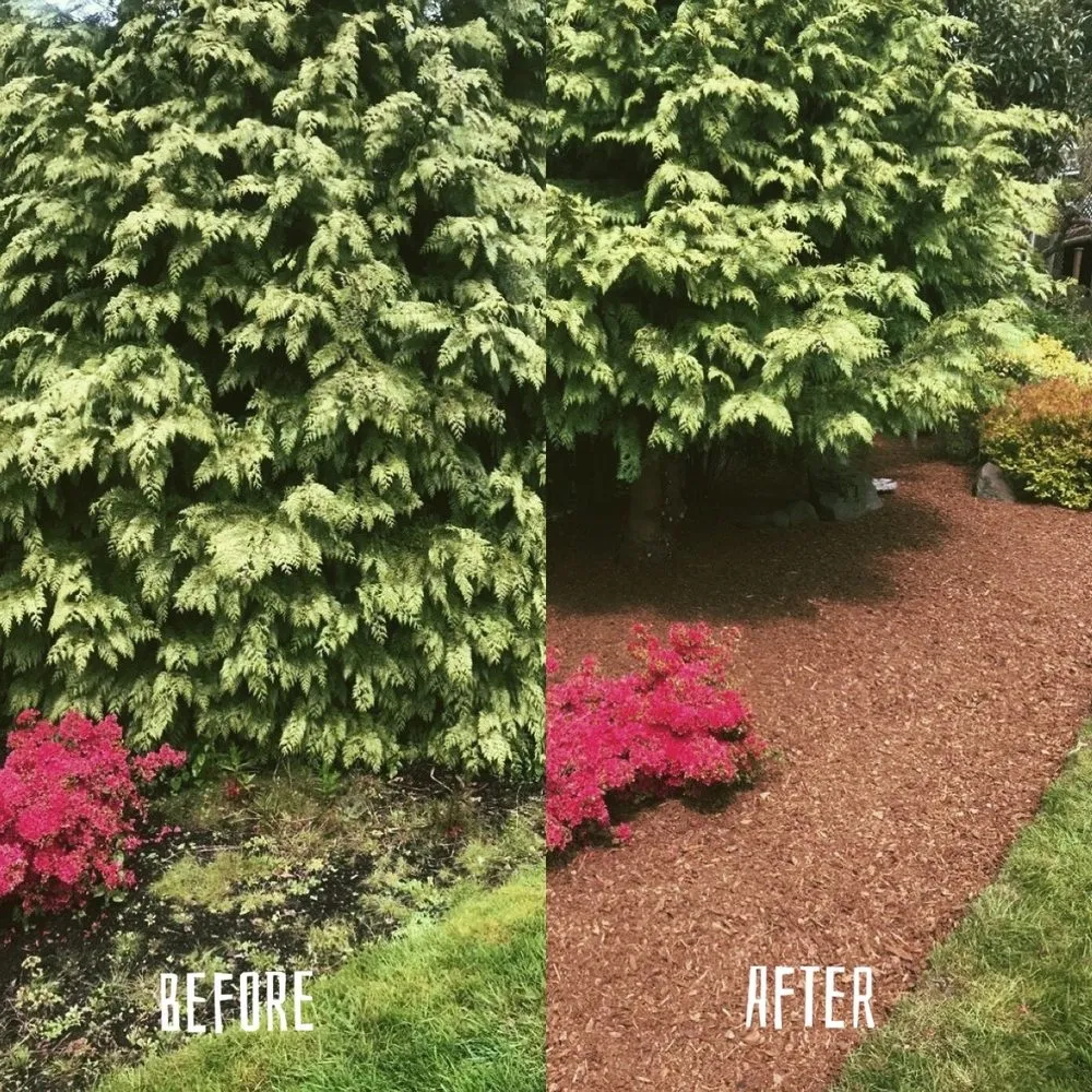 Affordable landscaping services for beautiful yards across Renton, WA - New View Tree and Landscaping