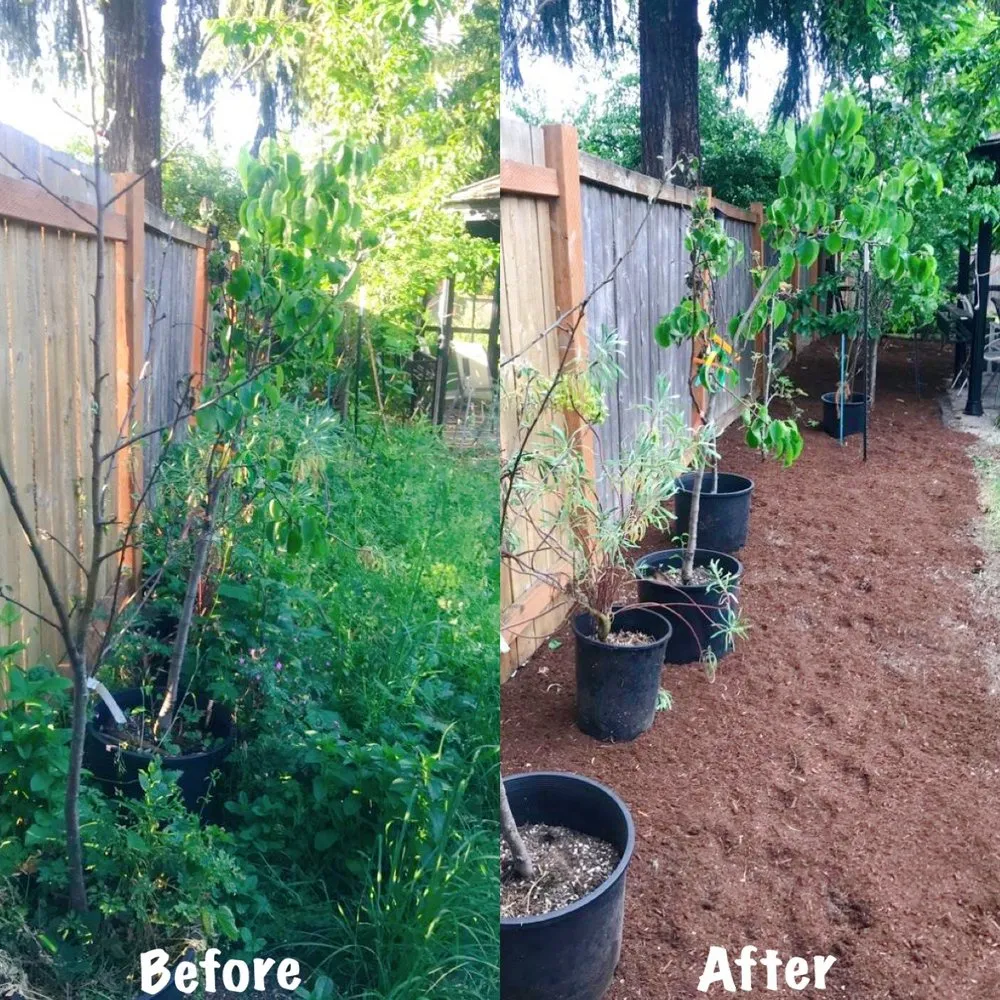 Top-rated landscaping services for homes across Renton, WA - New View Tree and Landscaping