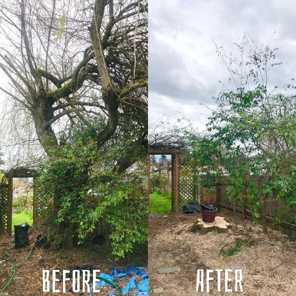 Expert yard maintenance experts serving Renton, WA - New View Tree and Landscaping