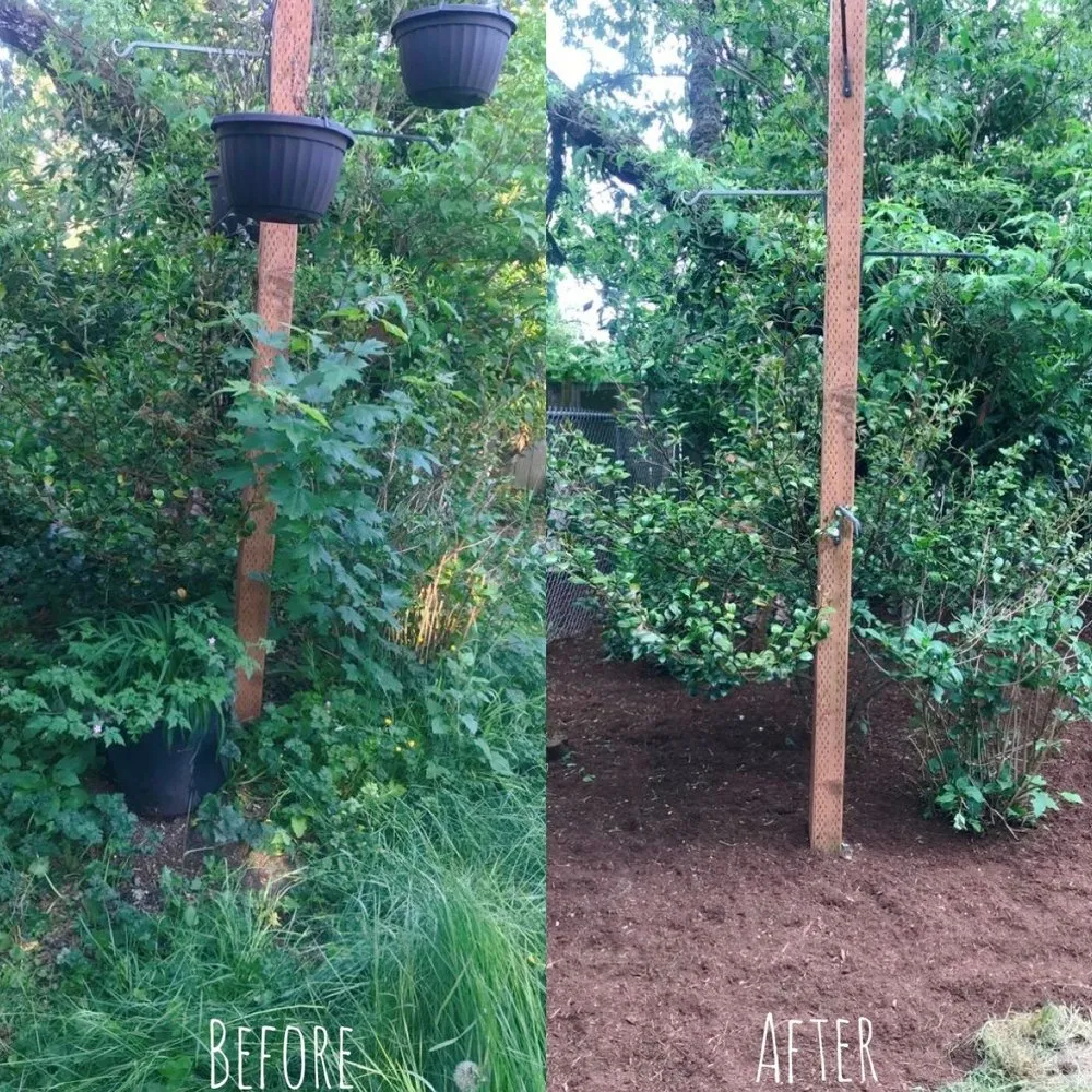 Expert yard maintenance for outdoor upgrades in Renton, WA by New View Tree and Landscaping