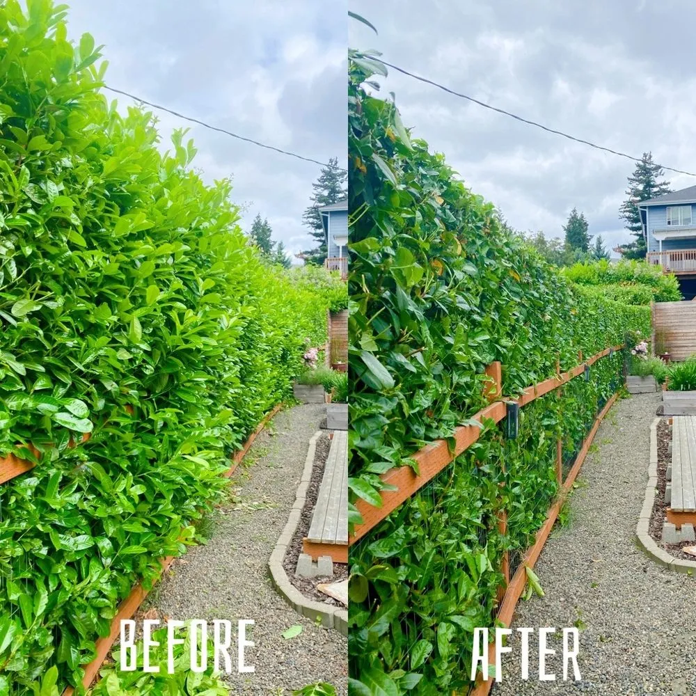 Custom yard maintenance for residential properties across Renton, WA - New View Tree and Landscaping
