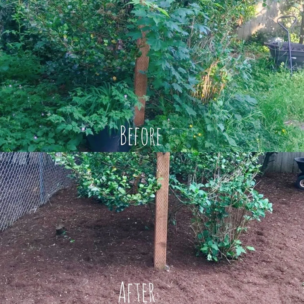 Professional yard cleanup service experts serving Renton, WA - New View Tree and Landscaping