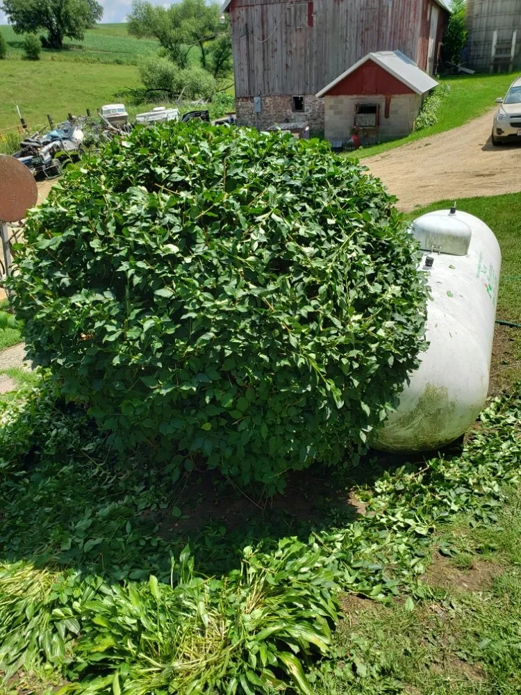 Reliable yard maintenance for year-round maintenance in Middleton, WI by New Views Landscaping And Lawn Care