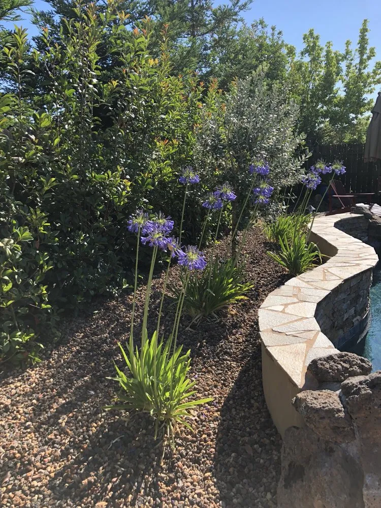 Custom residential landscaping for year-round maintenance across Folsom, CA - New Vision Landscape