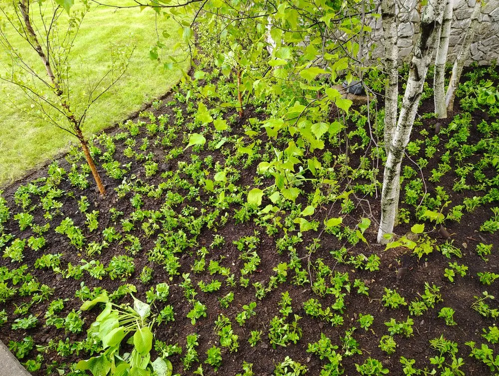 Top-rated lawn care service for outdoor upgrades in New Berlin, WI by New Vision Landscaping