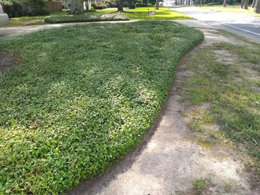 Top-rated yard maintenance for residential properties across West Monroe, LA - New Vision Lawn Care