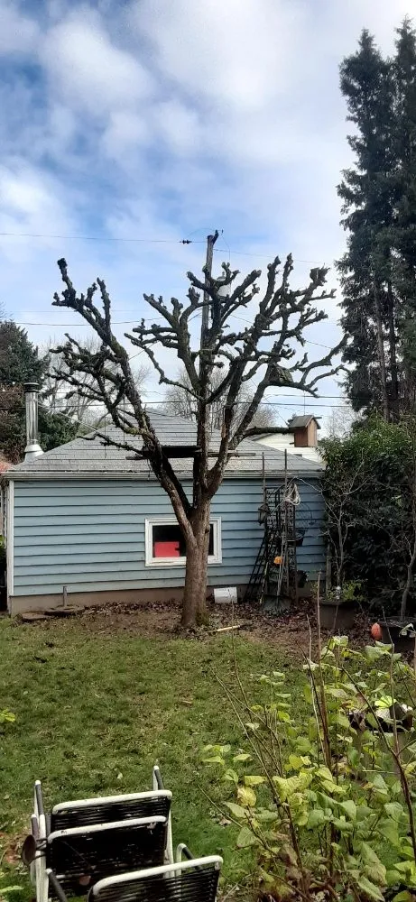 Reliable yard cleanup service with custom design across Portland, OR - New Way Construction & Landscape