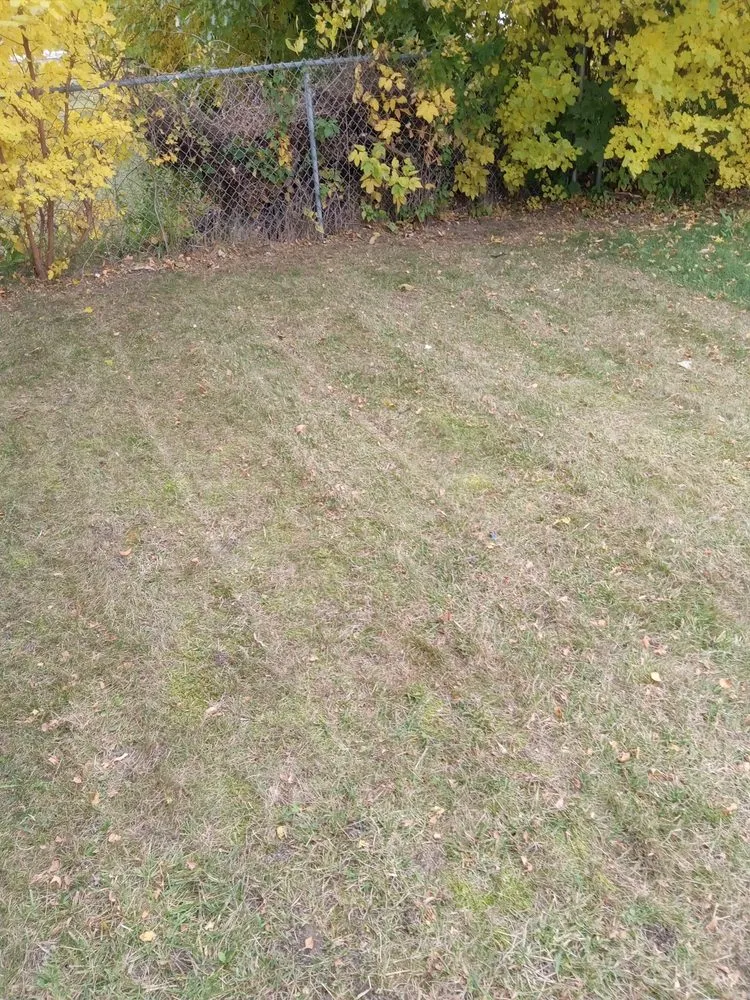 Expert yard cleanup service experts serving Milwaukee, WI - New World Order