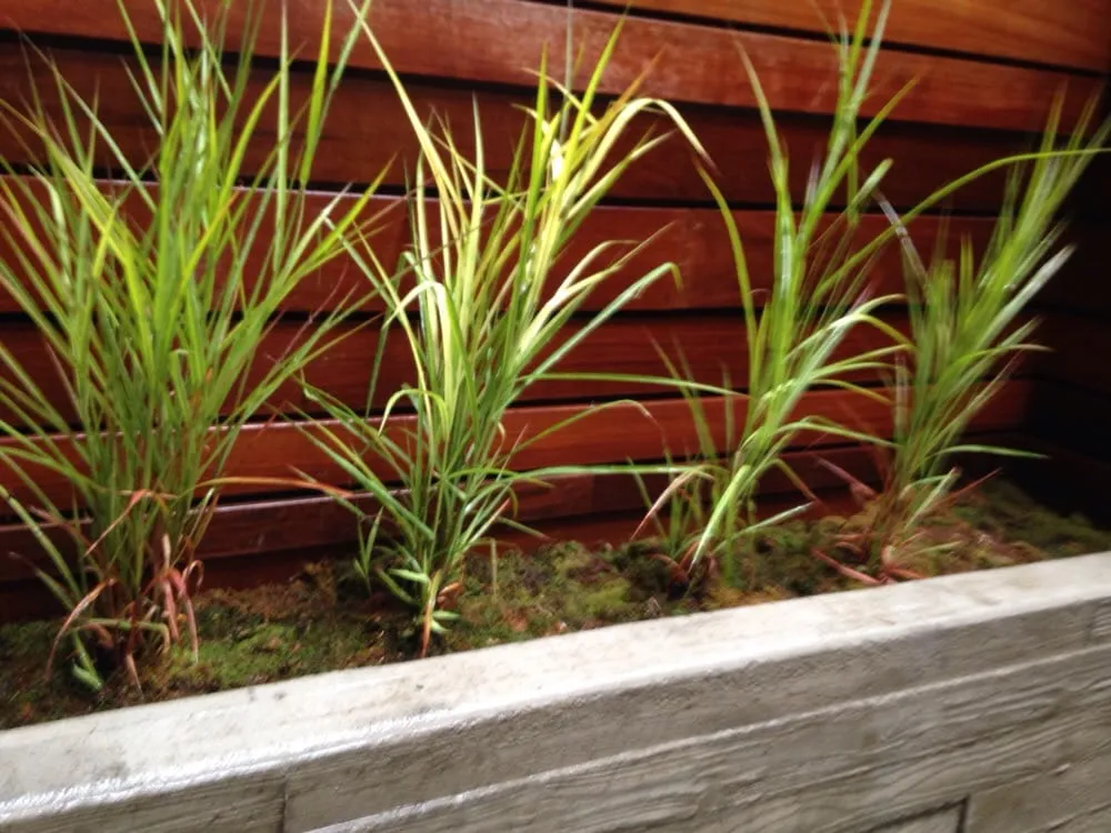 Affordable landscaping services in Woodside, NY by New York Garden Design & Landscape