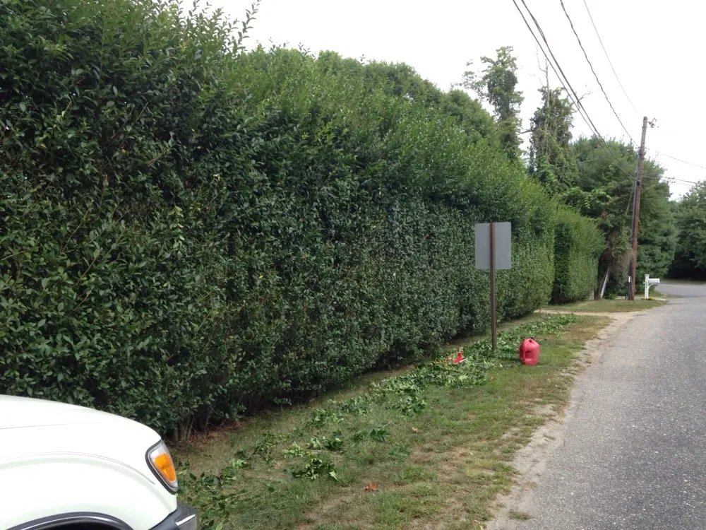 Affordable yard maintenance in Woodside, NY by New York Garden Design & Landscape