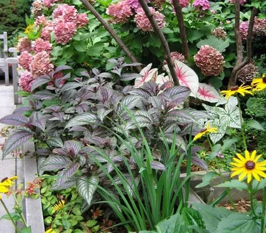 Reliable yard cleanup service for beautiful yards in New York, NY by New York Plantings