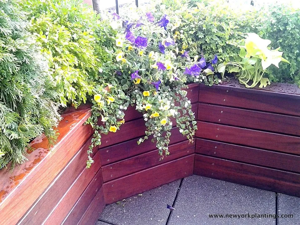 Expert outdoor landscaping experts serving New York, NY - New York Plantings