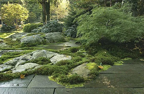 Local residential landscaping in New York, NY - New York Plantings