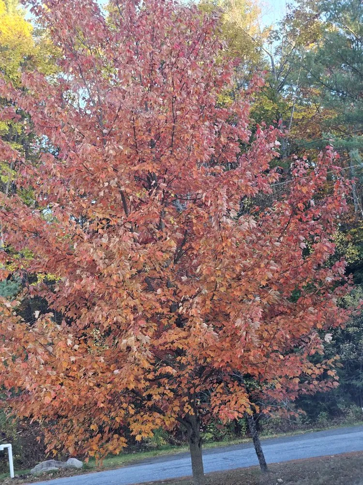 Trusted landscape installation for residential properties in Chester, VT by Newcomb Mowing