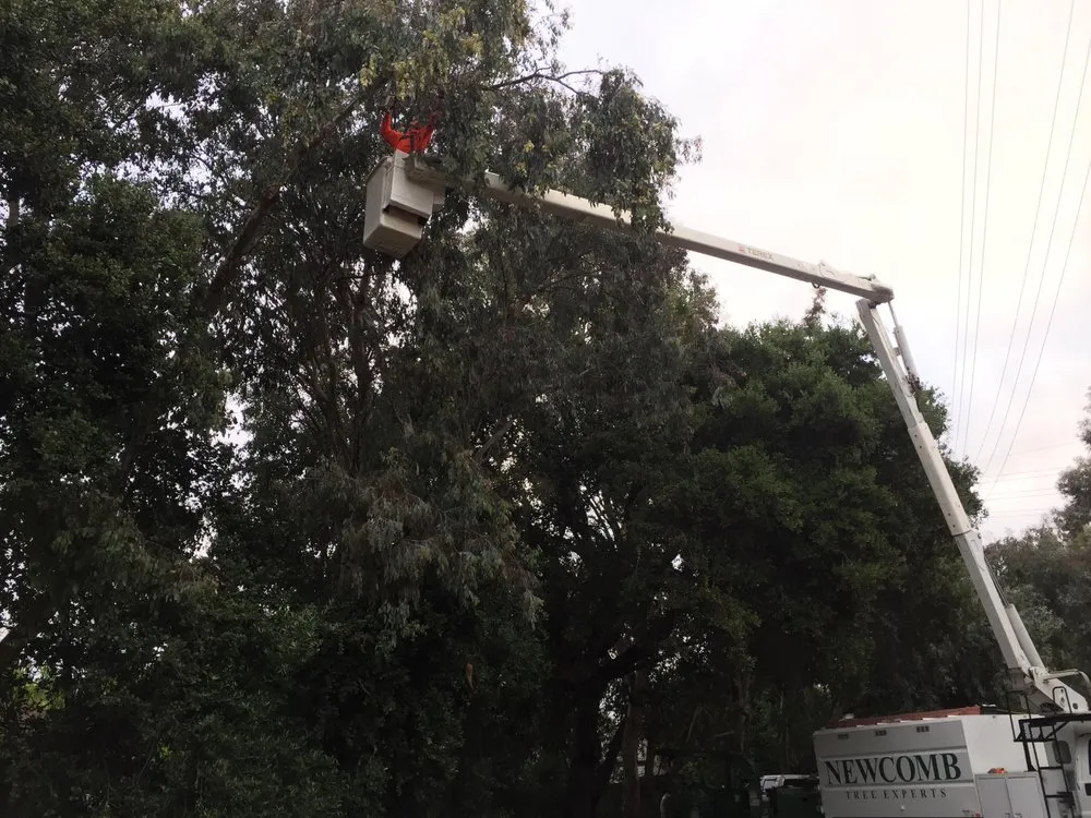 Top-rated yard cleanup service for residential properties in Placerville, CA by Newcomb Tree Experts