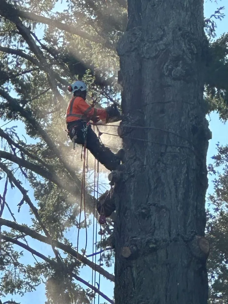Local landscape installation in Placerville, CA - Newcomb Tree Experts