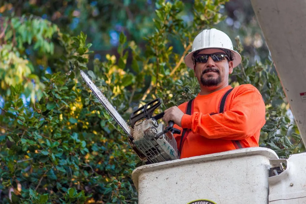Custom yard maintenance for outdoor upgrades across Placerville, CA - Newcomb Tree Experts