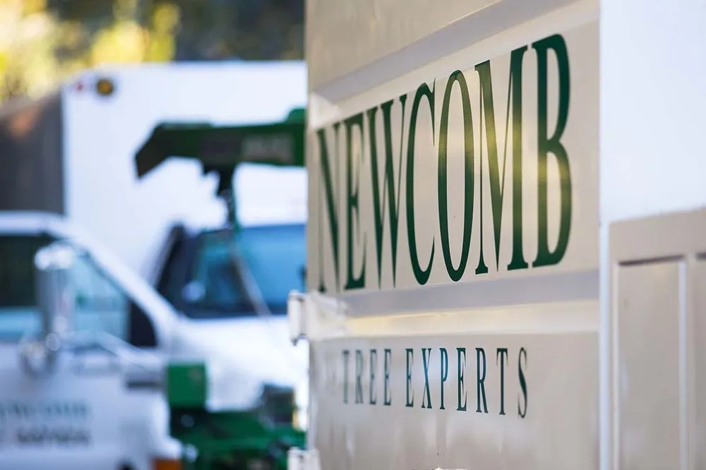 Expert residential landscaping in Placerville, CA - Newcomb Tree Experts