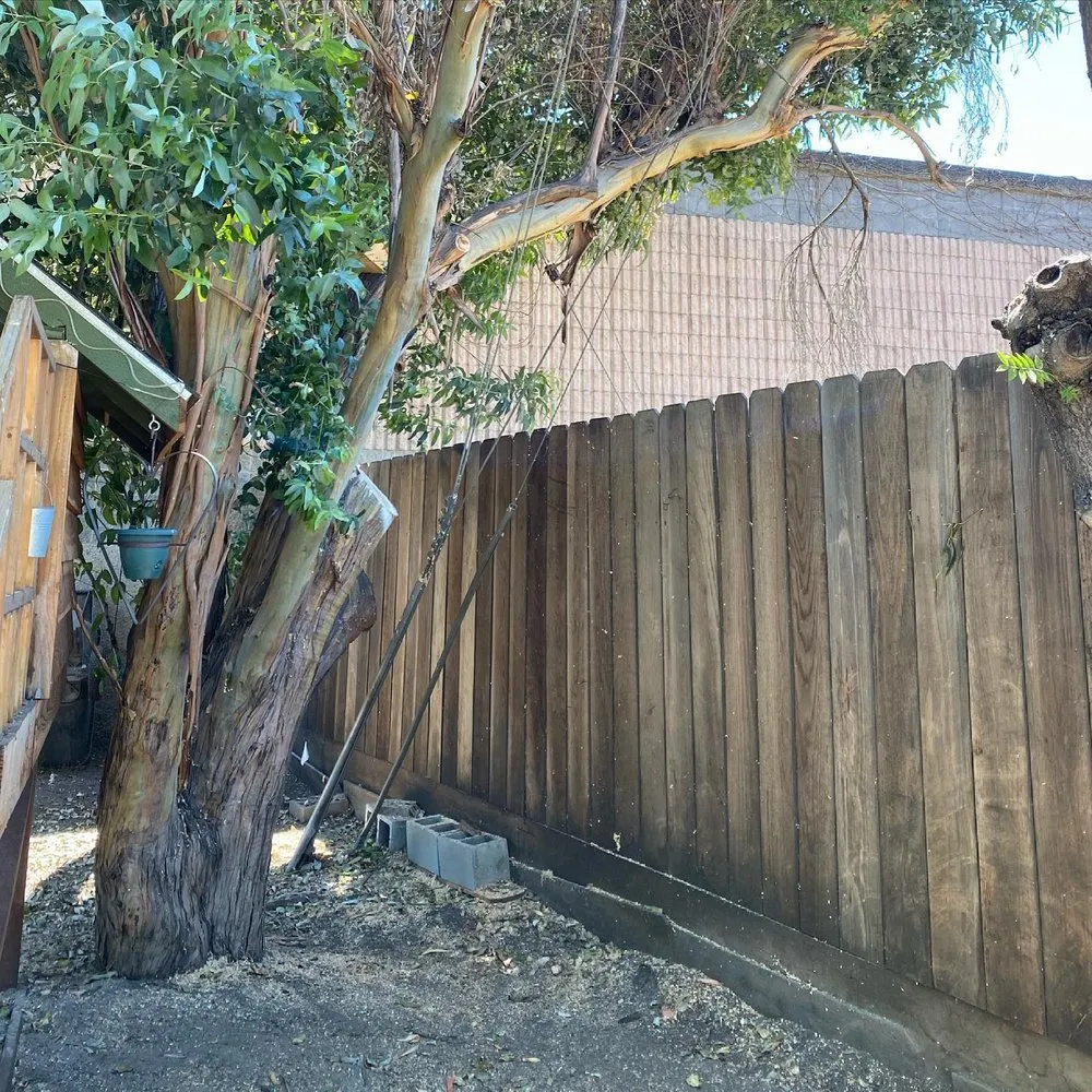 Trusted landscaping services in Placerville, CA by Newcomb Tree Experts