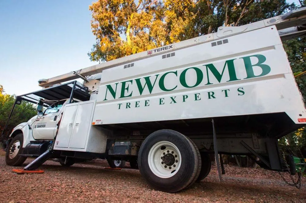 Custom garden landscaping in Placerville, CA by Newcomb Tree Experts