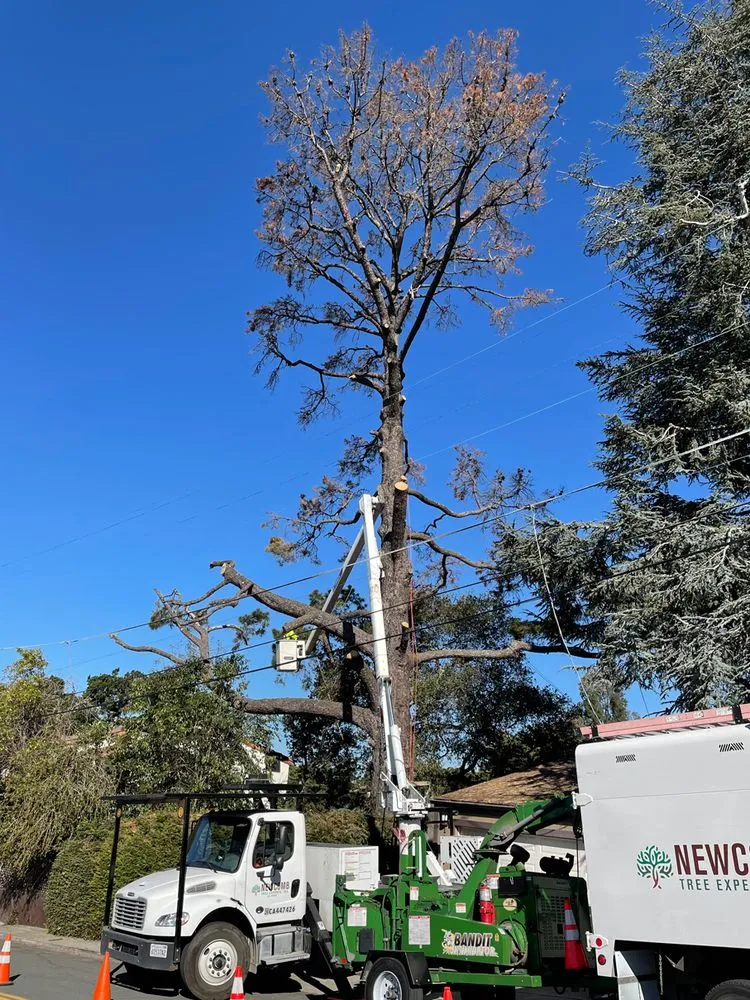 Expert lawn care service in Placerville, CA by Newcomb Tree Experts