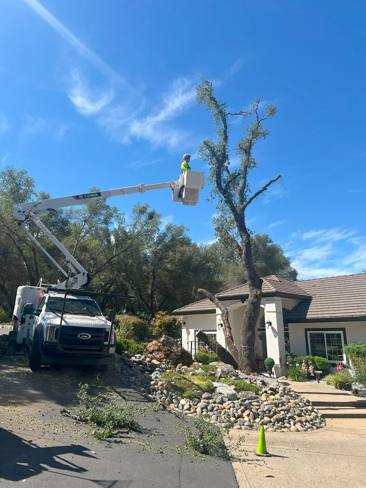 Expert garden landscaping in Placerville, CA by Newcomb Tree Experts