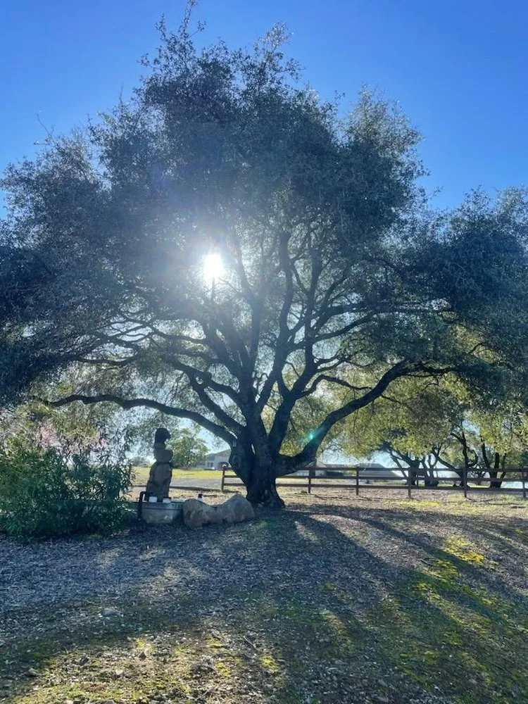 Trusted lawn mowing service in Placerville, CA by Newcomb Tree Experts