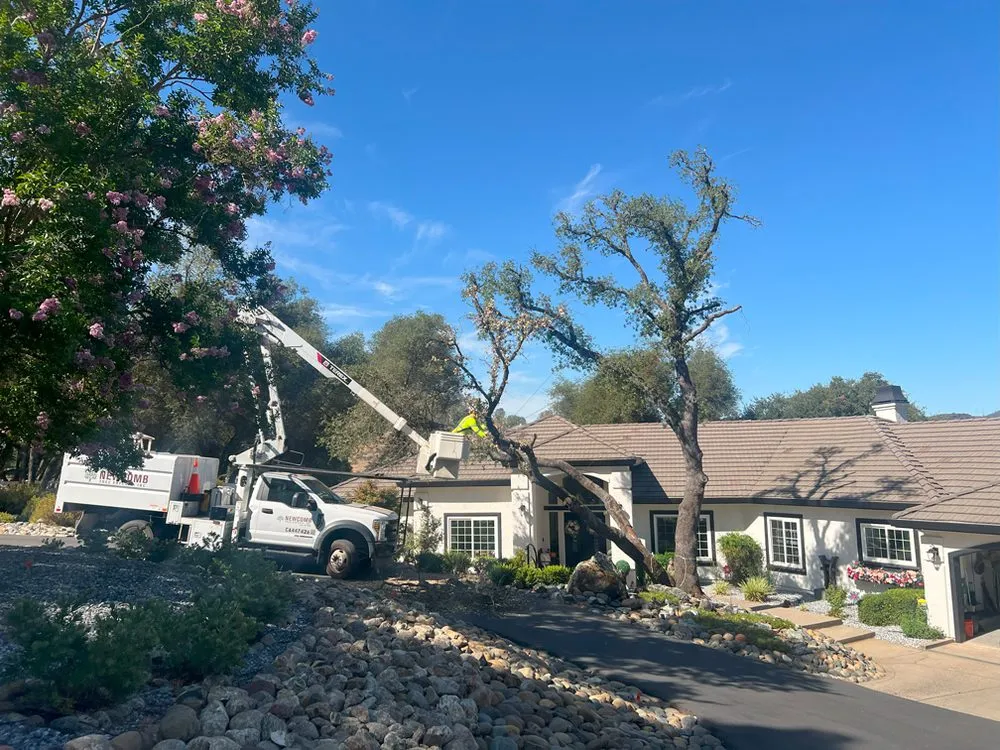 Local landscape installation in Placerville, CA - Newcomb Tree Experts