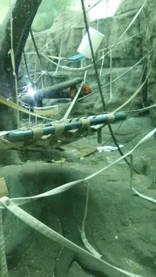 Newcomer Lawn Care Logo