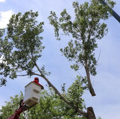 Reliable lawn mowing service in Evans, CO by Newell Bros Tree & Landscaping Service